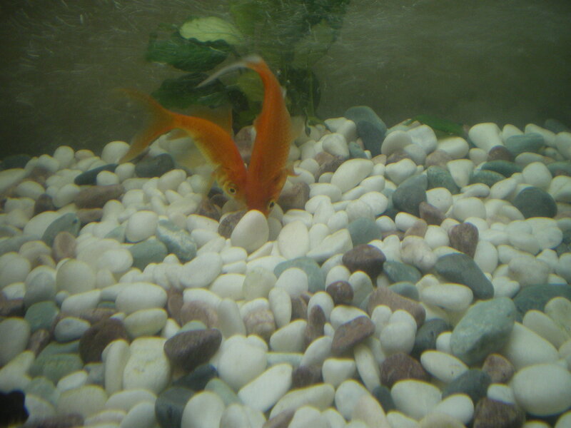 Goldfish in Aquarium — White