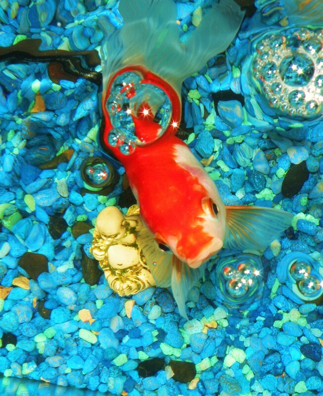 goldfish in blue gravel tank