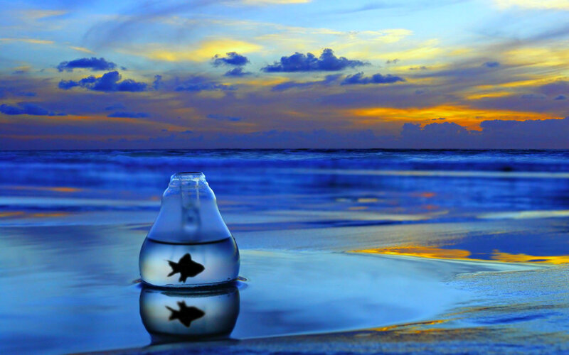 Goldfish in Bottle — Blue, Serene, Sunset, Photograph