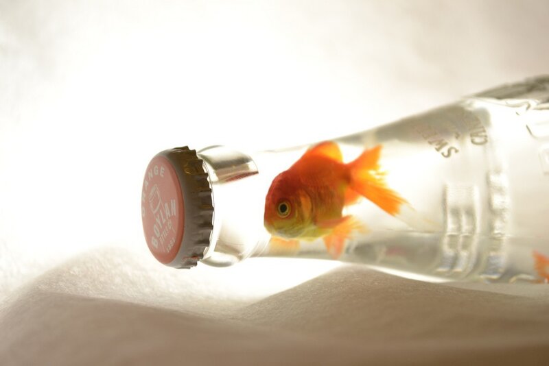 Goldfish in Bottle