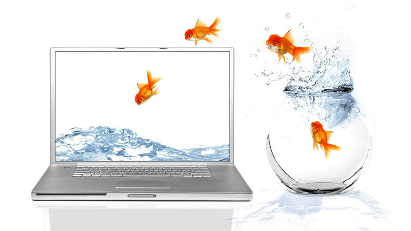 Goldfish in Bowl and Laptop