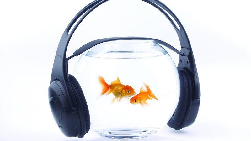 Goldfish in Bowl — White, Neutral