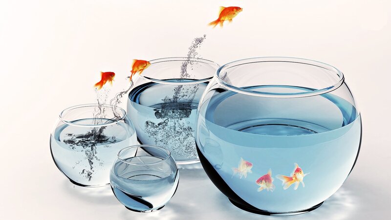 Goldfish in Bowls — Blue, Calm, 3d Render