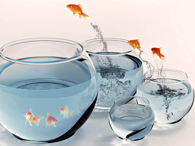 Goldfish in Bowls — Blue, Calm