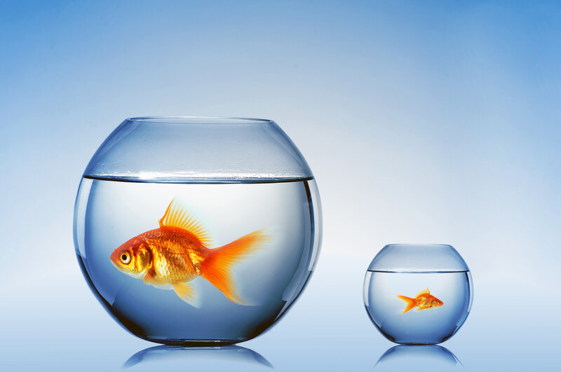 Goldfish in Bowls — Blue, Serene