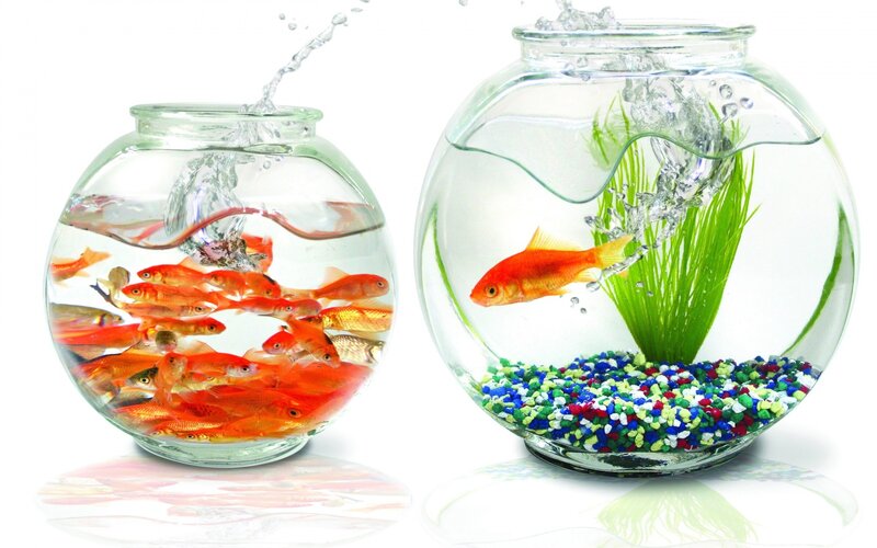 Goldfish in Bowls — Orange