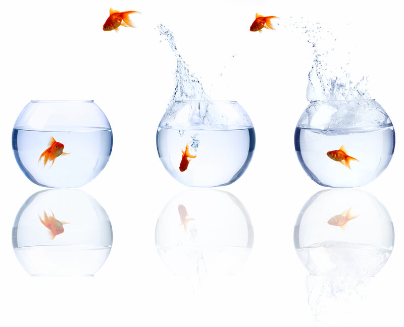 Goldfish in Bowls — White
