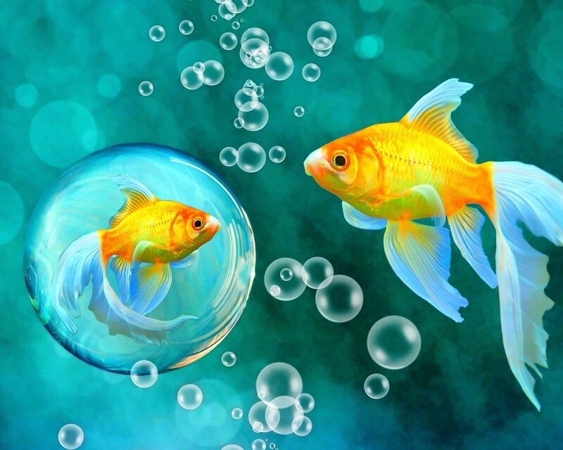 Goldfish in Bubble — Blue