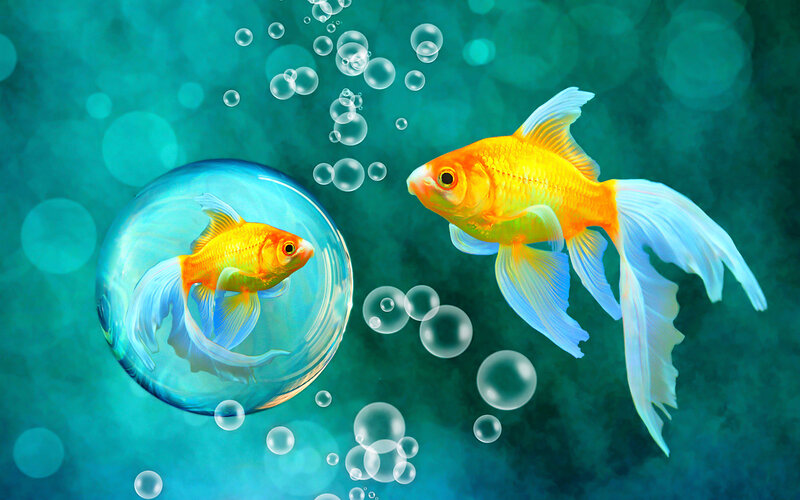 Goldfish in Bubble