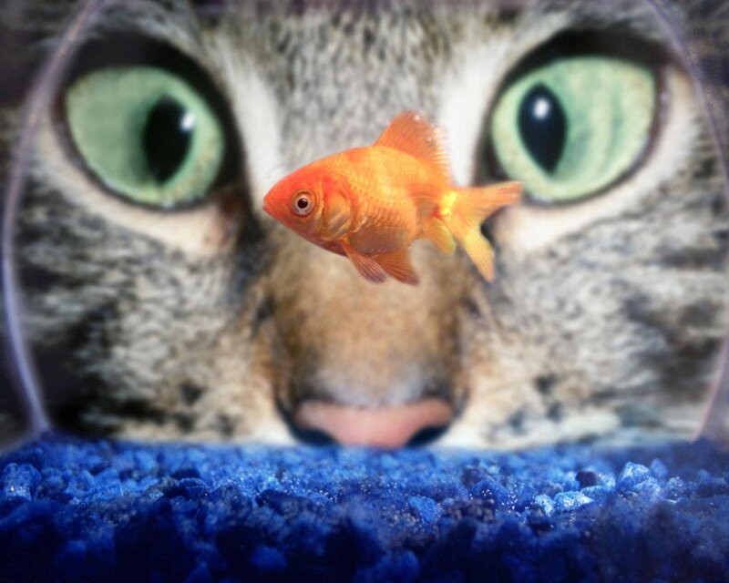Goldfish in Cat Tank
