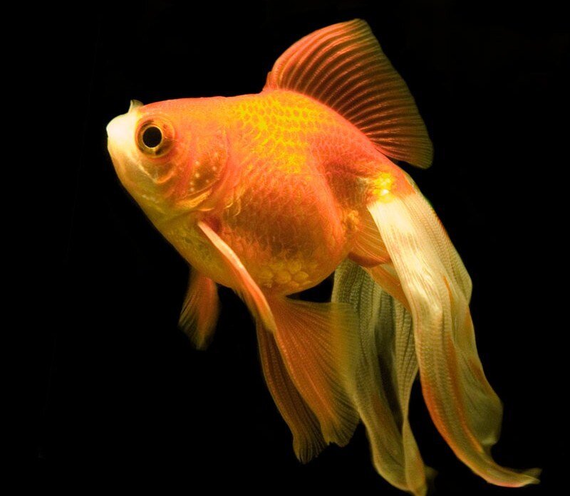 goldfish in dark water