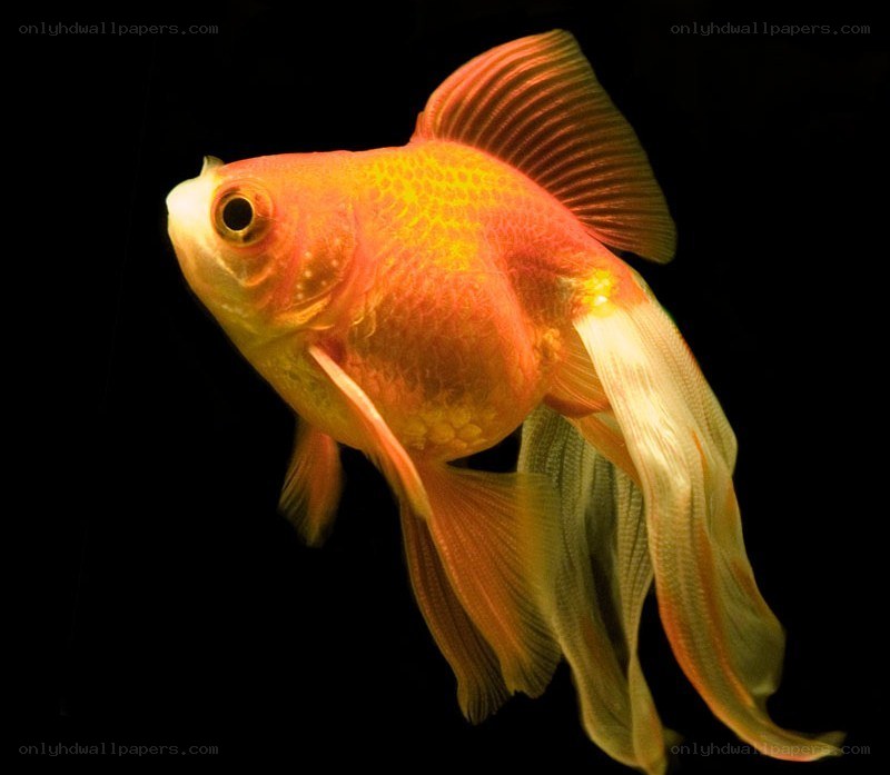 goldfish in dark water