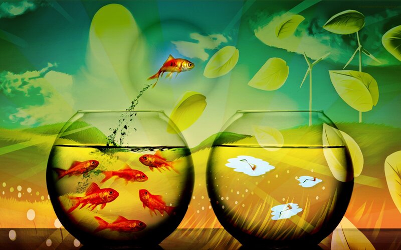 goldfish in fishbowls