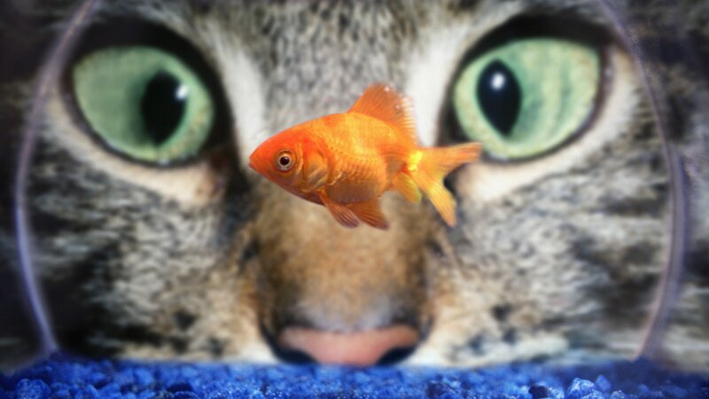 Goldfish in Front of Cat — Orange