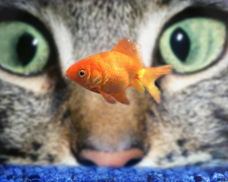 Goldfish in Front of Cat
