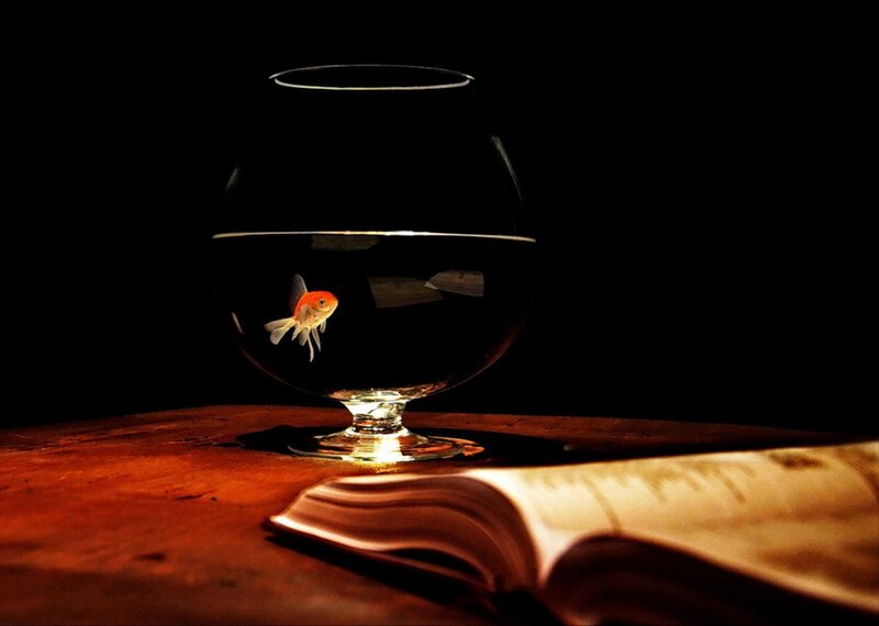 Goldfish in Glass Bowl — Black