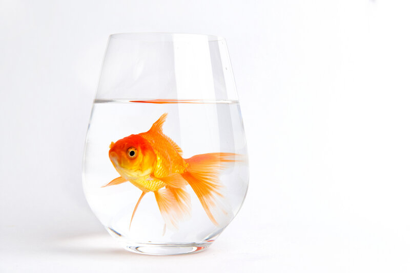Goldfish in Glass Bowl — Orange