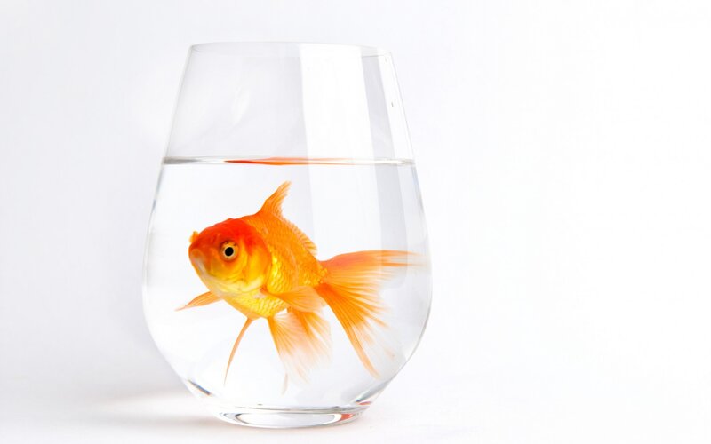 Goldfish in Glass Bowl