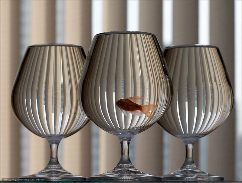 Goldfish in glass bowls
