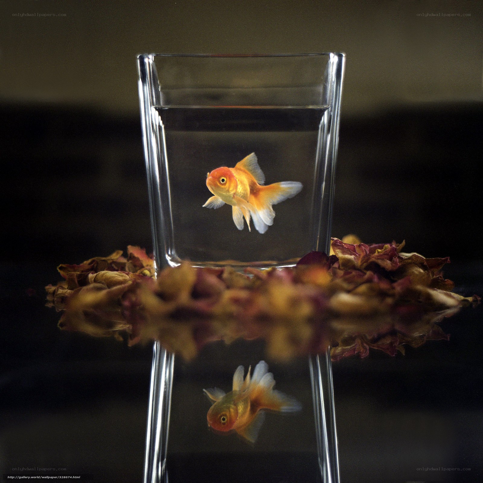 goldfish in glass container