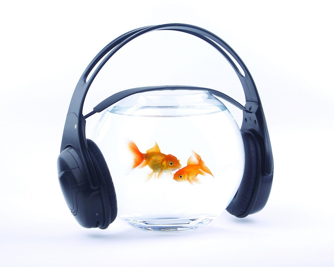 goldfish in headphones