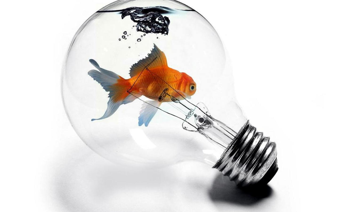 goldfish in light bulb