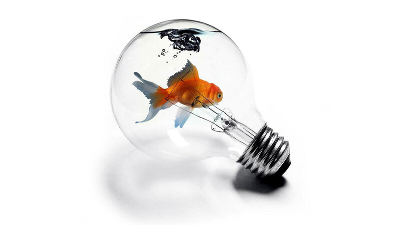goldfish in light bulb