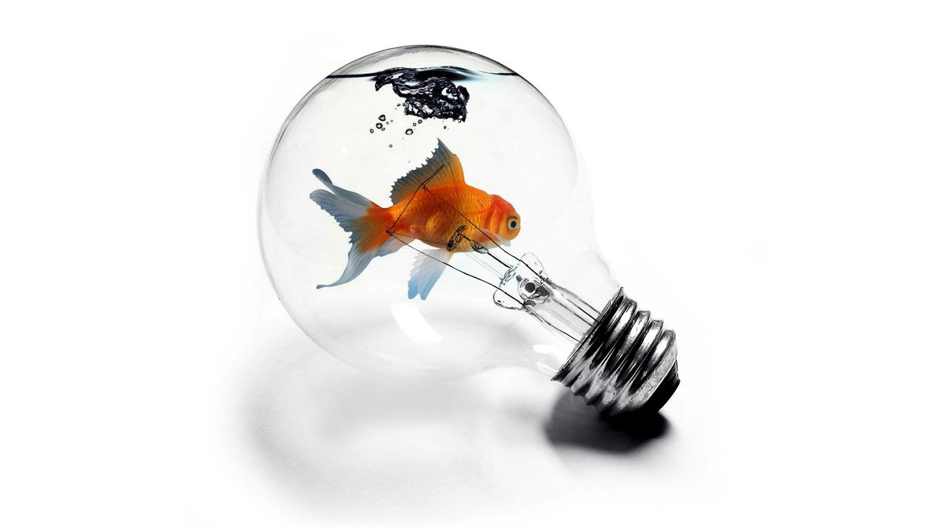 goldfish in light bulb