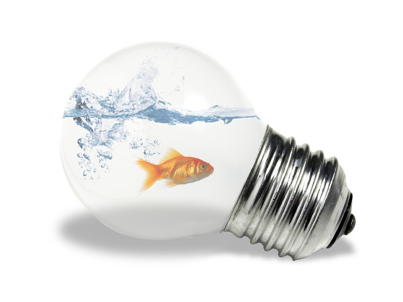 goldfish in light bulb