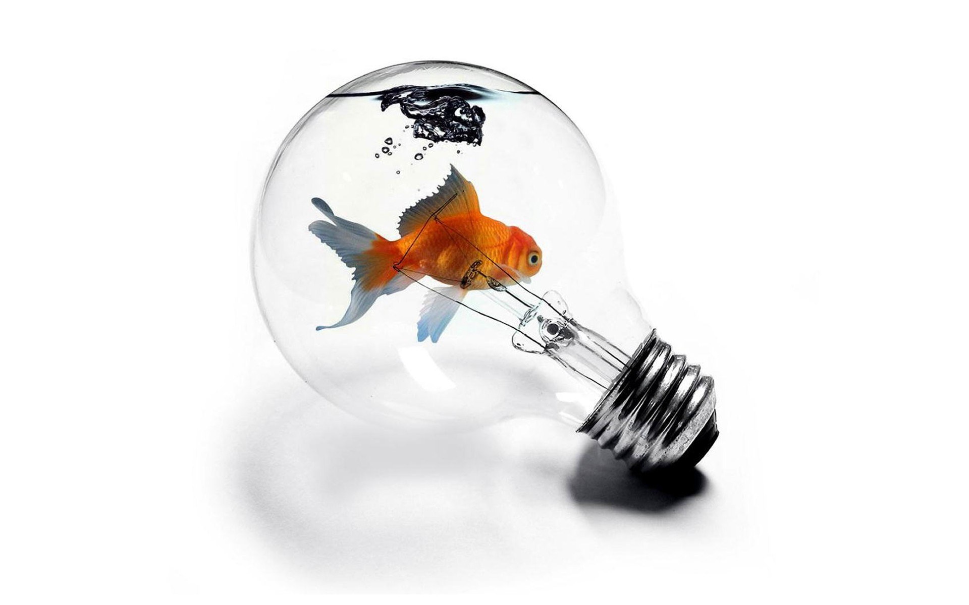goldfish in light bulb