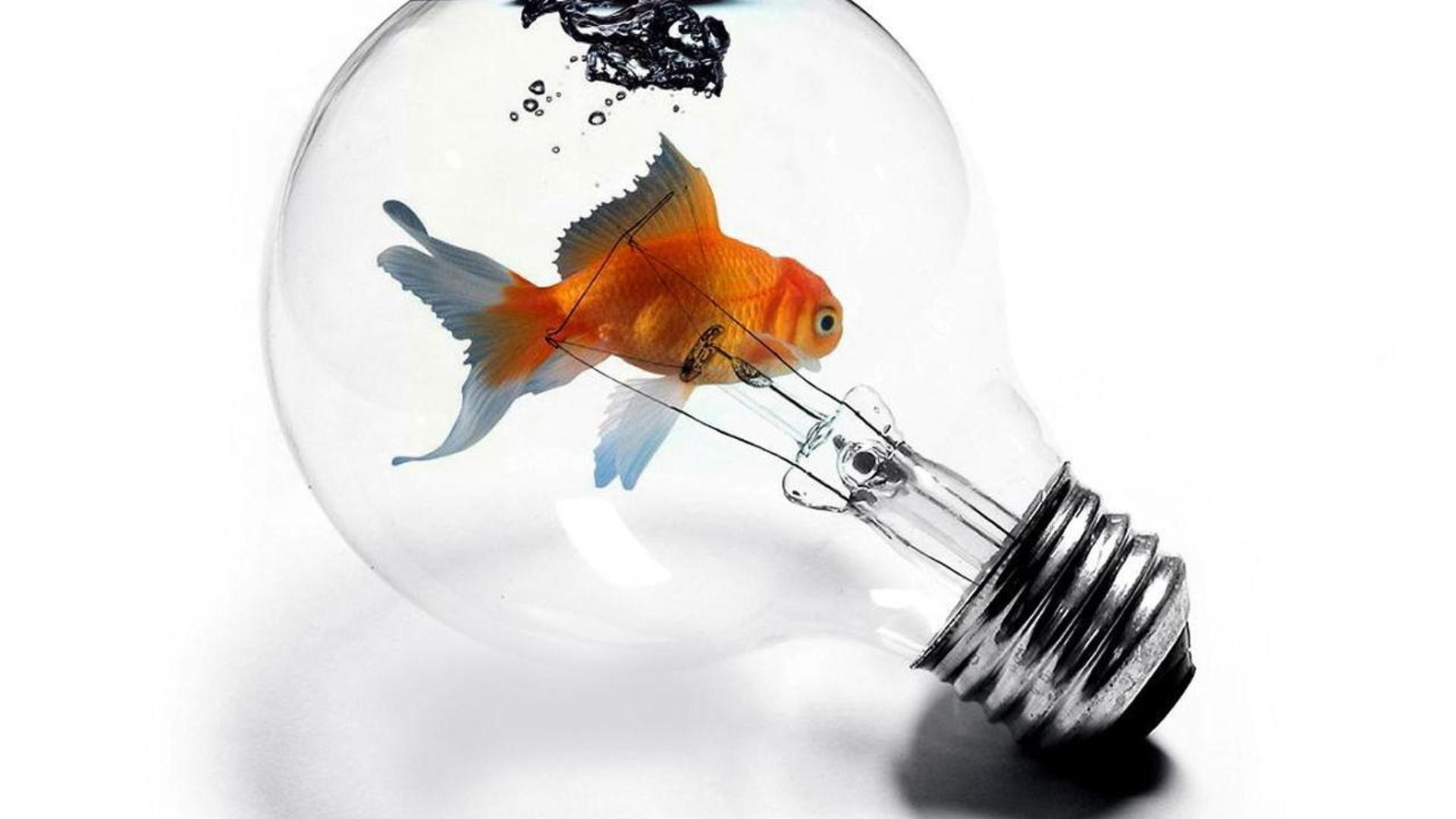 goldfish in light bulb