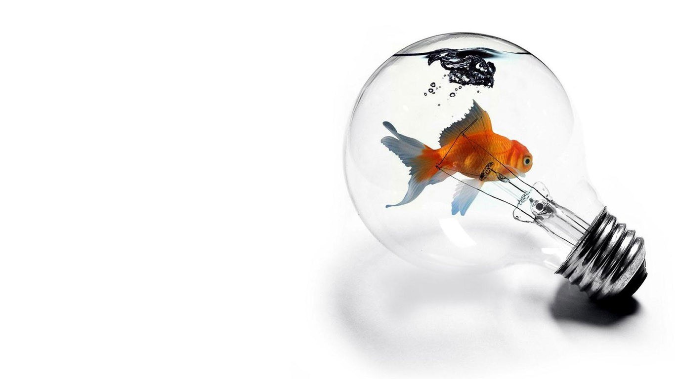 goldfish in light bulb