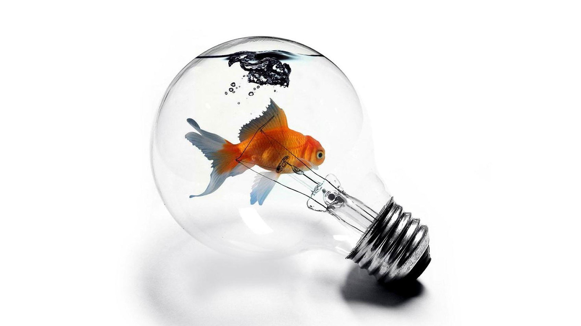 goldfish in light bulb