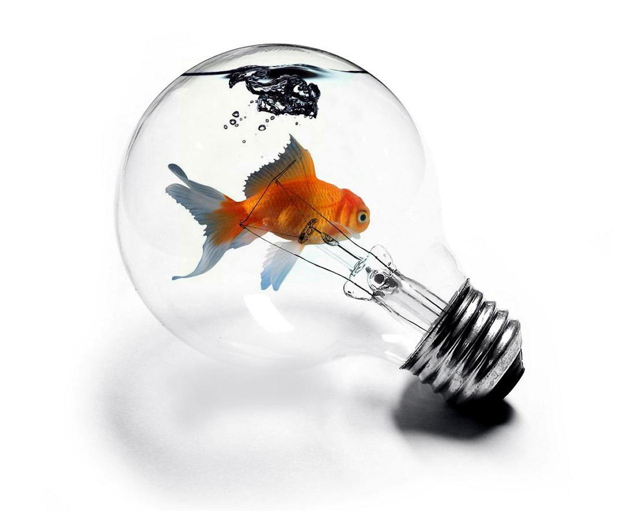 goldfish in light bulb