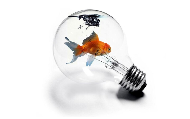 goldfish in light bulb
