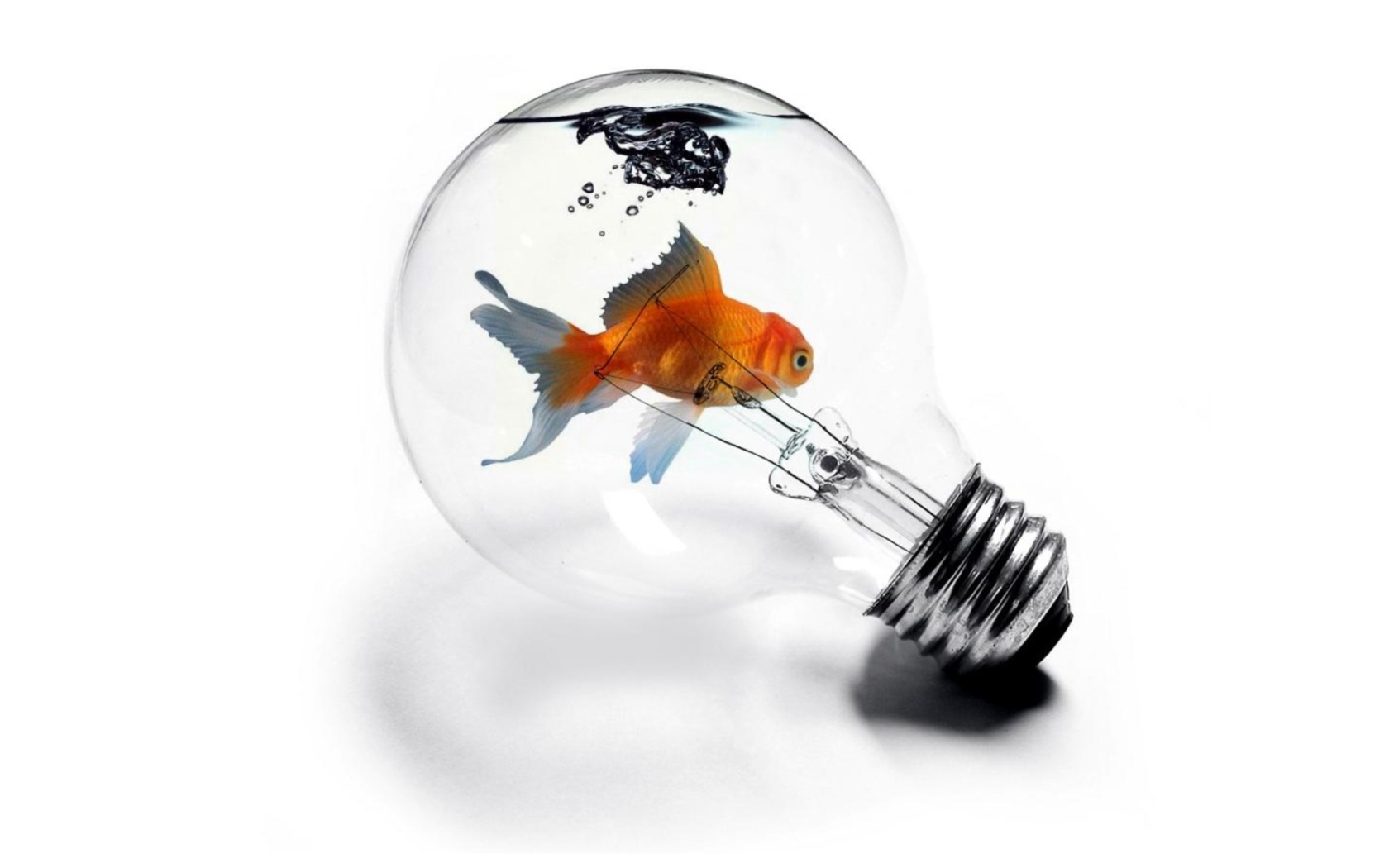 goldfish in light bulb