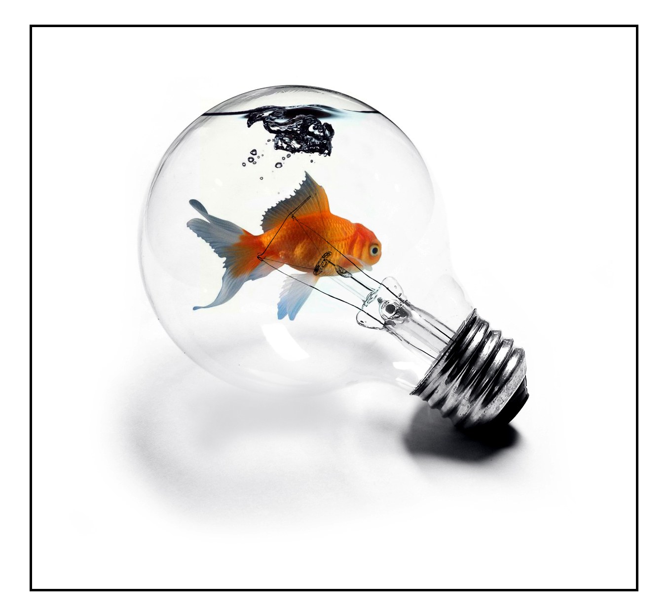 goldfish in light bulb