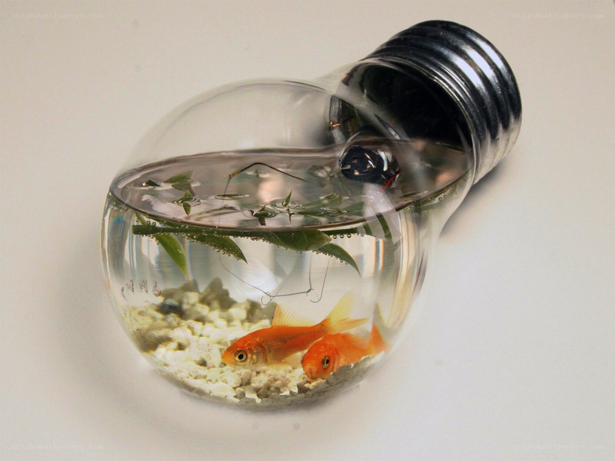 goldfish in light bulb aquarium