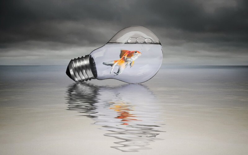 Goldfish in Light Bulb — Gray