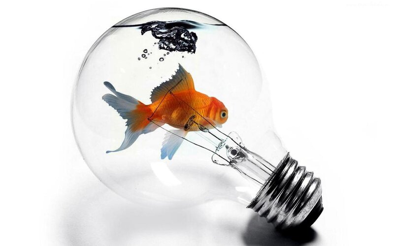 Goldfish in Light Bulb — Orange, Surreal, Digital Art