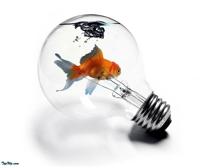 Goldfish in Light Bulb — Orange, Surreal, Photograph
