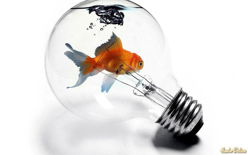 Goldfish in Light Bulb — Orange