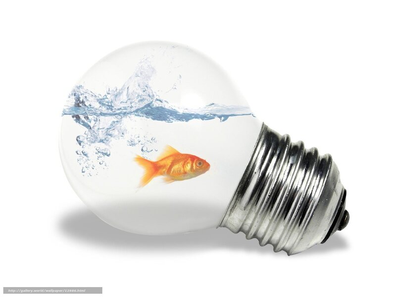 goldfish in light bulb