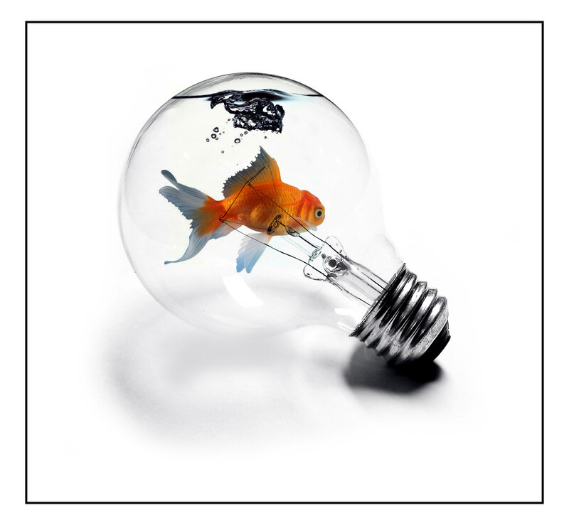 Goldfish in Light Bulb — White, Surreal, Photograph, Light Bulb