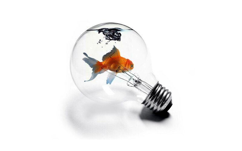 Goldfish in Light Bulb — White, Surreal