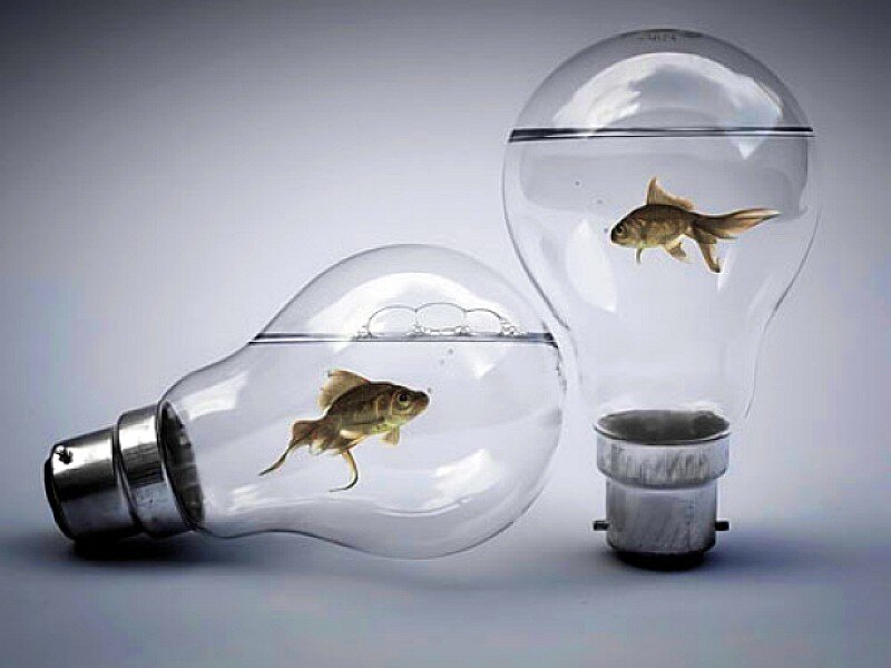 Goldfish in Light Bulbs