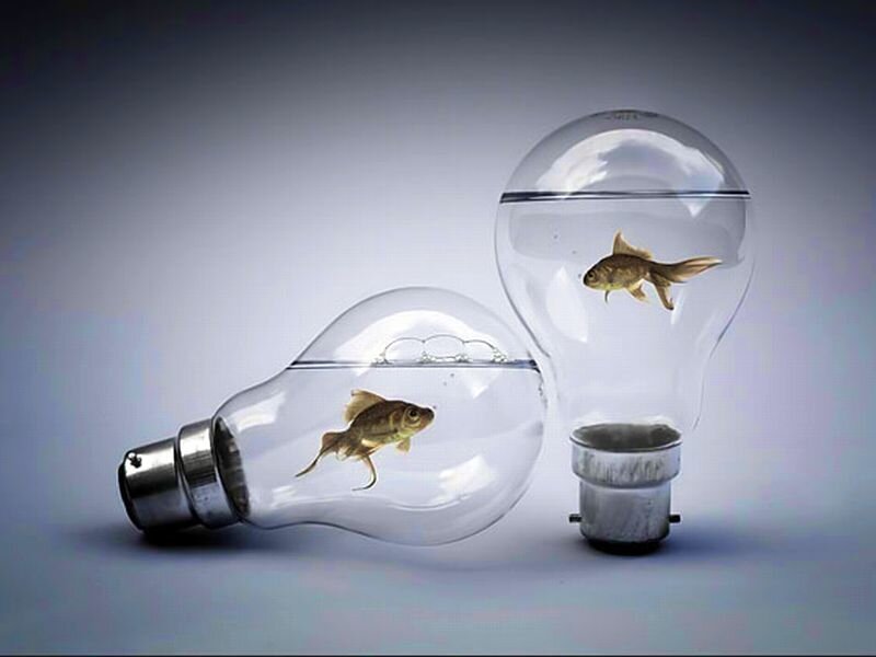 Goldfish in Light Bulbs — White, Dramatic