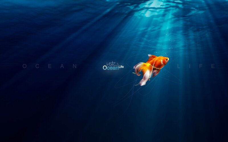goldfish in ocean light
