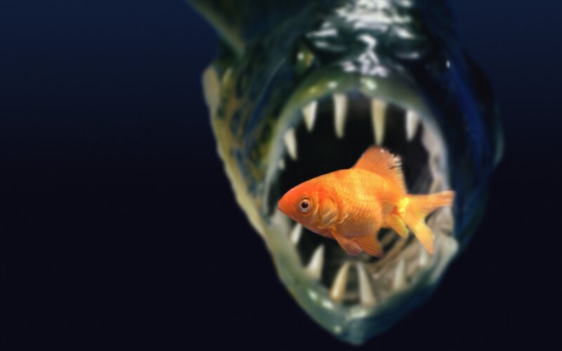 Goldfish in piranha's mouth