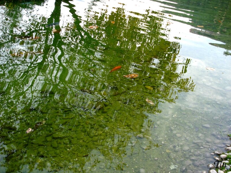 Goldfish in Pond — Green, Calm, Afternoon